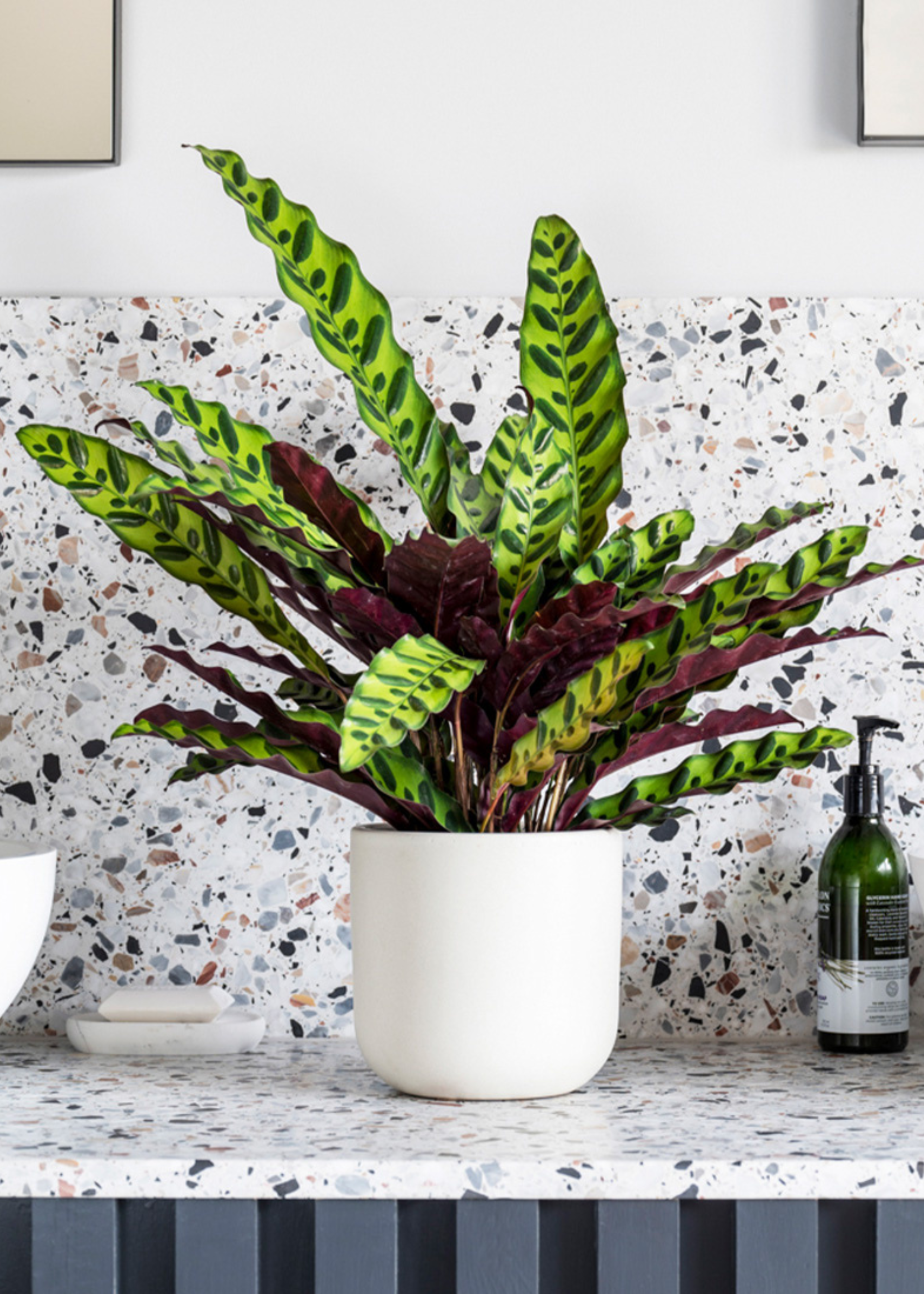 A potted rattlesnake plant in a white planter on a terrazzo-style bathroom counter near a sink and a bottle of soap