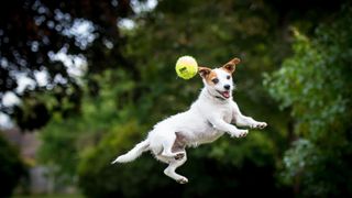 Quick and easy tricks to teach your dog