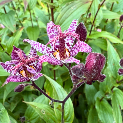 Beautiful macro photo of Tricyrtis flower with purple spots and green leaves in the background. Exotic garden plant in soft natural light.
