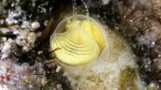 close up of a new species of yellow snail found in the Florida Keys