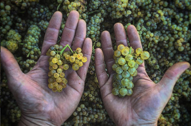 Comparing Chardonnay grapes from Robert Young Estate vineyards, Alexander Valley