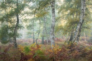 Stunning European woods bursting with autumn colors