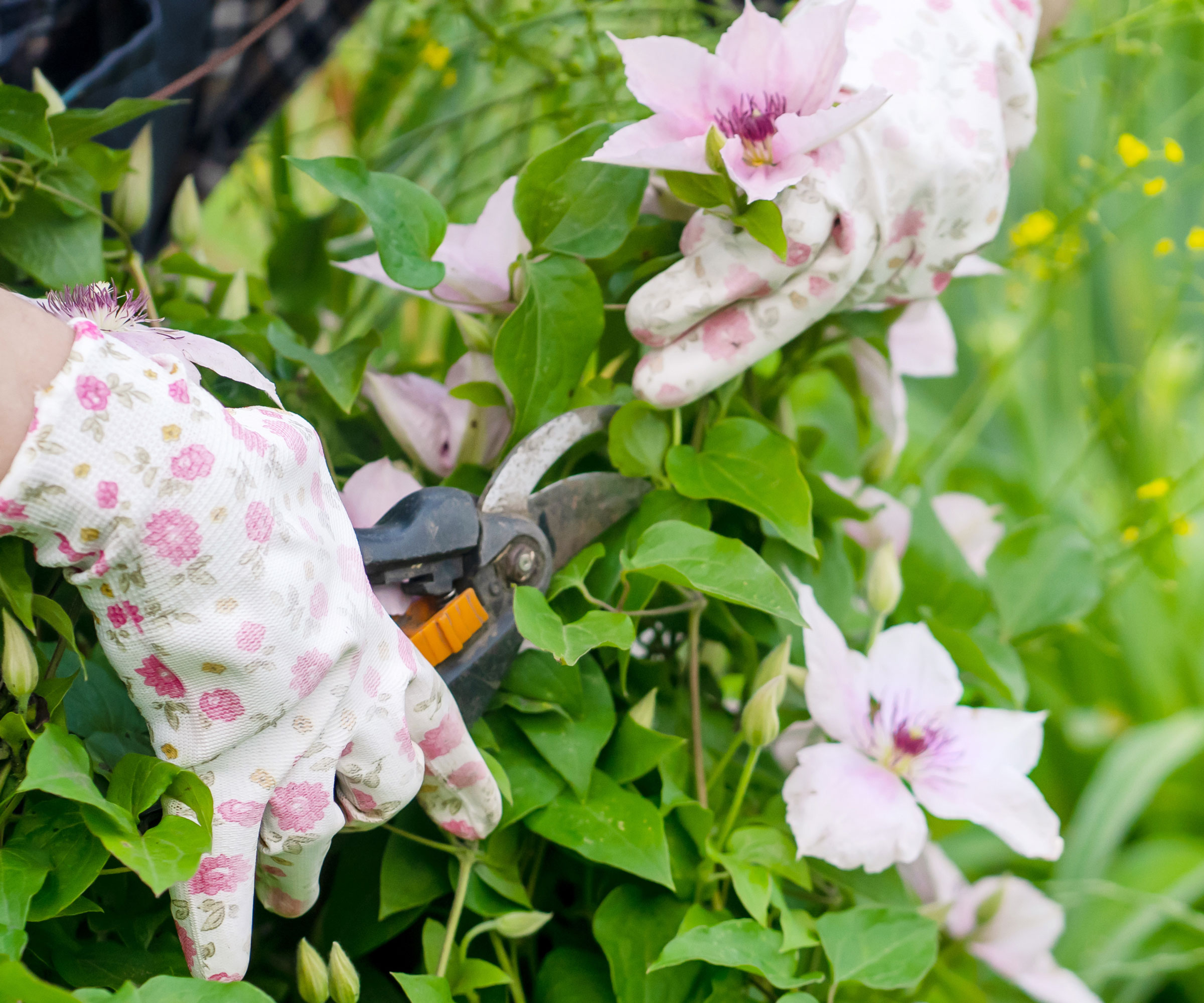 cutting clematis stems in summer