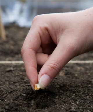 how to grow sweet corn: sowing sweet corn seeds outdoors