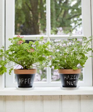 Pelargoniums planted up in terracotta pots painted with chalkboard paint