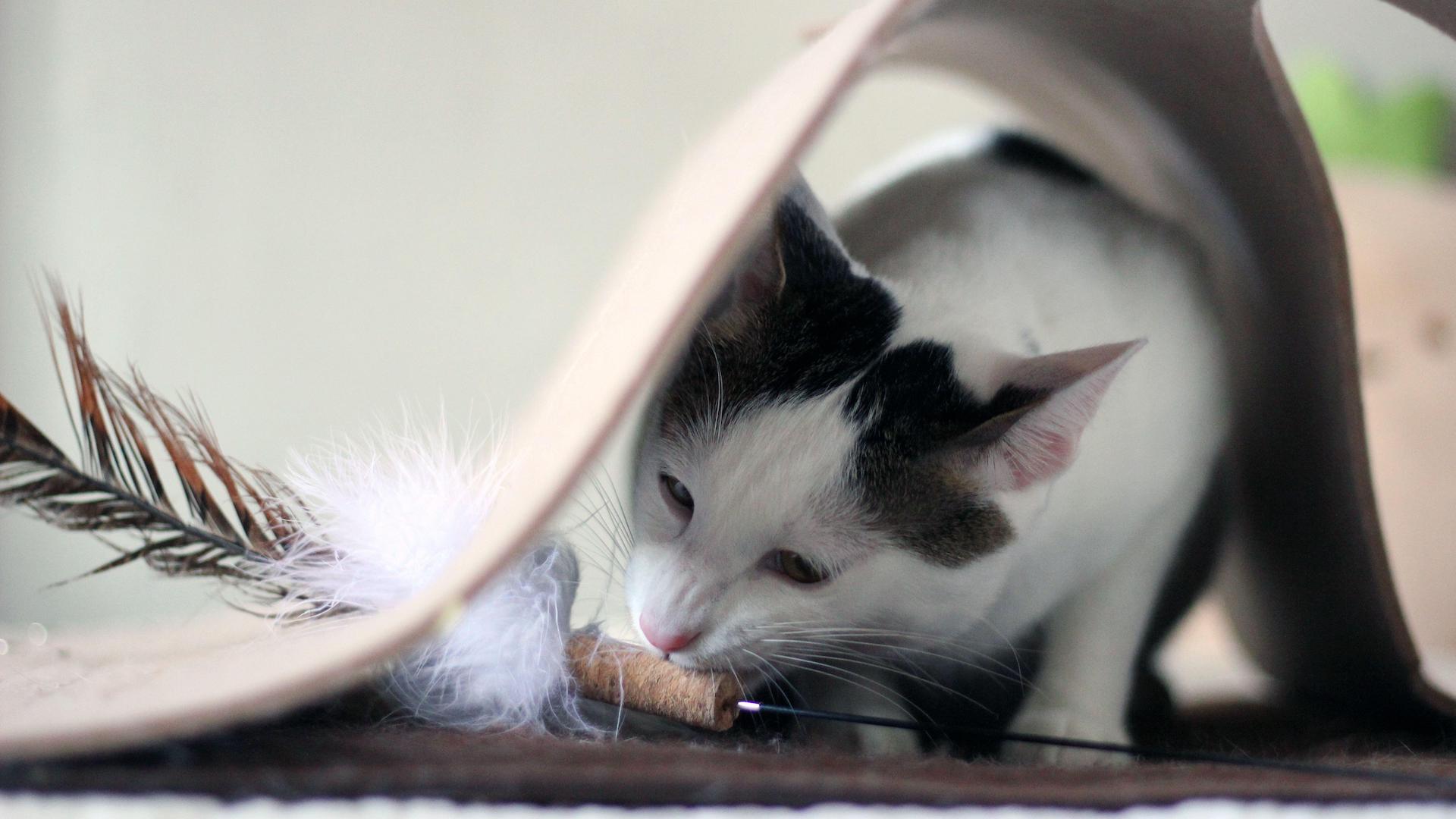Cat with toy in hiding place