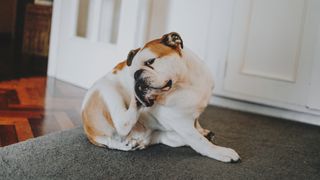 English Bulldog scratching