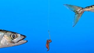 How to choose the right fishing hook