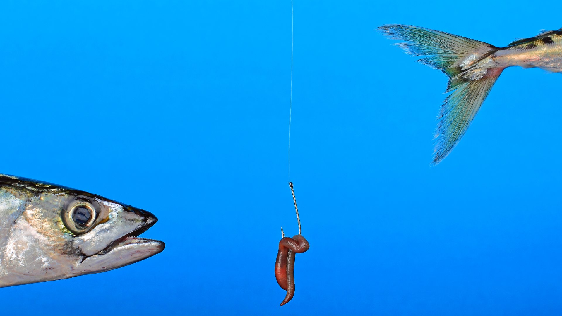 How to choose the right fishing hook Jhooks, circle hooks, barbed v