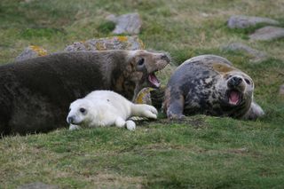 The above gray seal mother is aggressively protecting her pup.