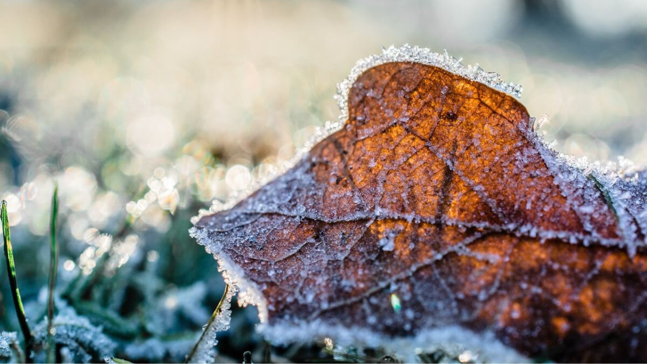 frosty leaf