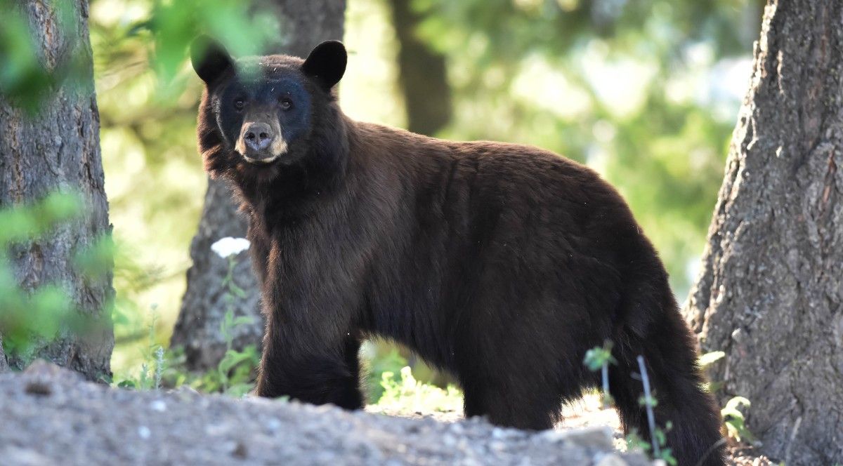 American Black Bear - Shenandoah National Park (U.S. National Park