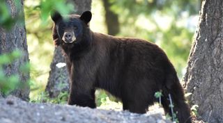 Black bear on a hill 