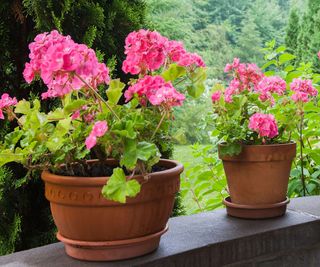 potted pink geraniums growing on patio