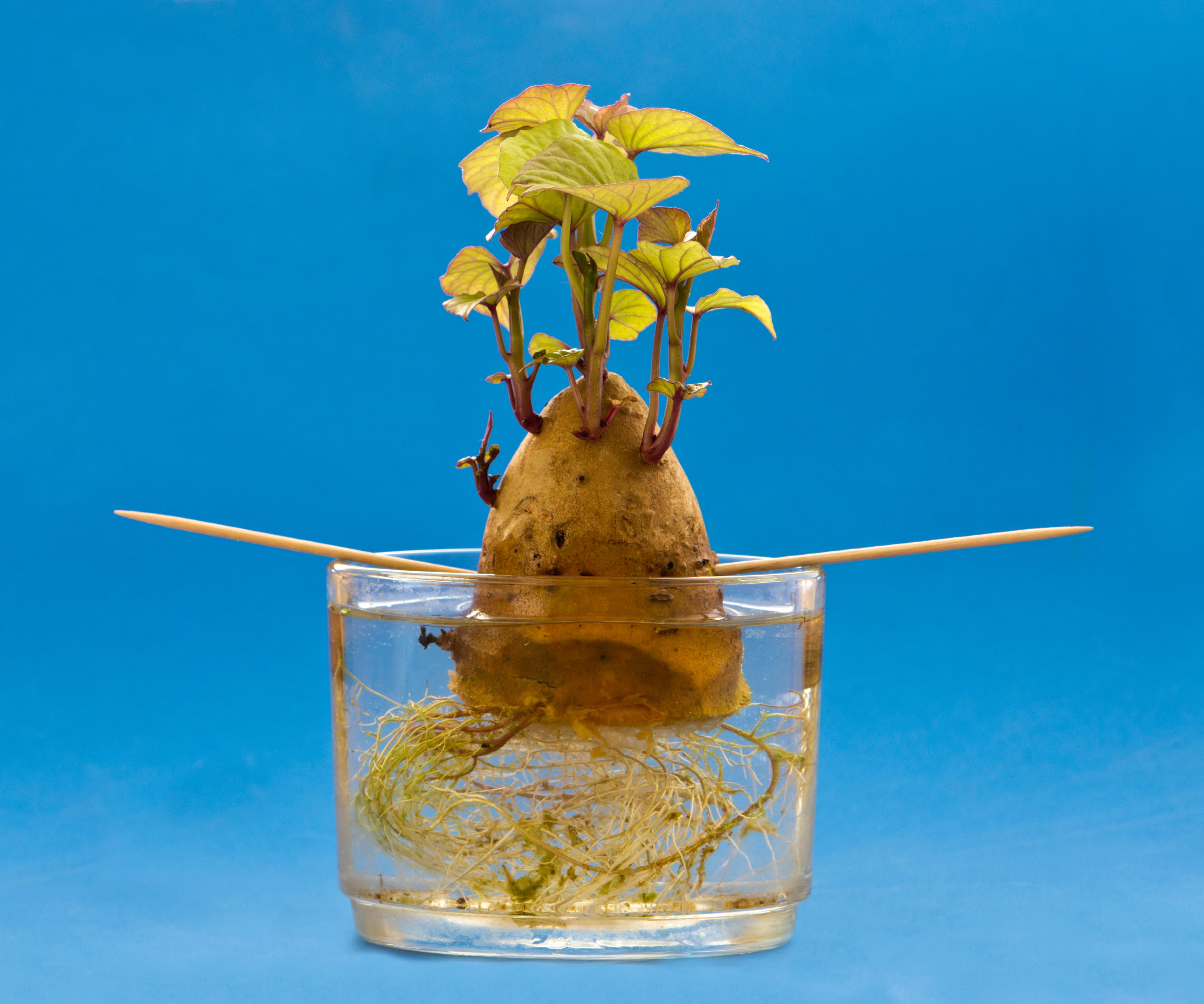 A sweet potato is submerged in water and has roots at the bottom and slips growing at the top