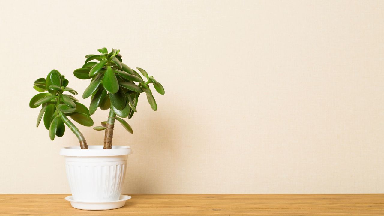 A jade plant indoors on a countertop 