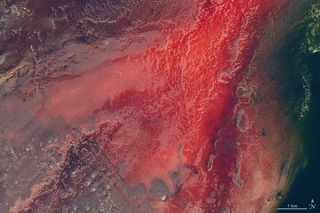 The crimson glow in Tanzania's Lake Natron, shown here in an image captured from the Landsat 8 satellite on Marck 6, 2017, is caused by salt-loving microbes called haloarchaea.