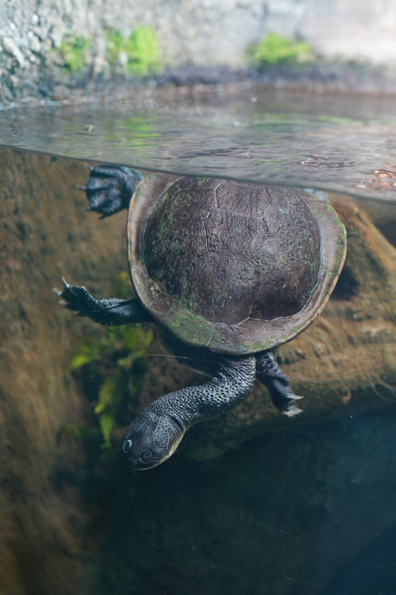 A turtle diving below the surface of the water in a glass tank