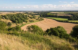 View over summer wheat fields from top of Beacon Hill, near Highclere, Hampshire, England, United Kingdom, Europe