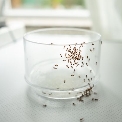Ants in kitchen on glass