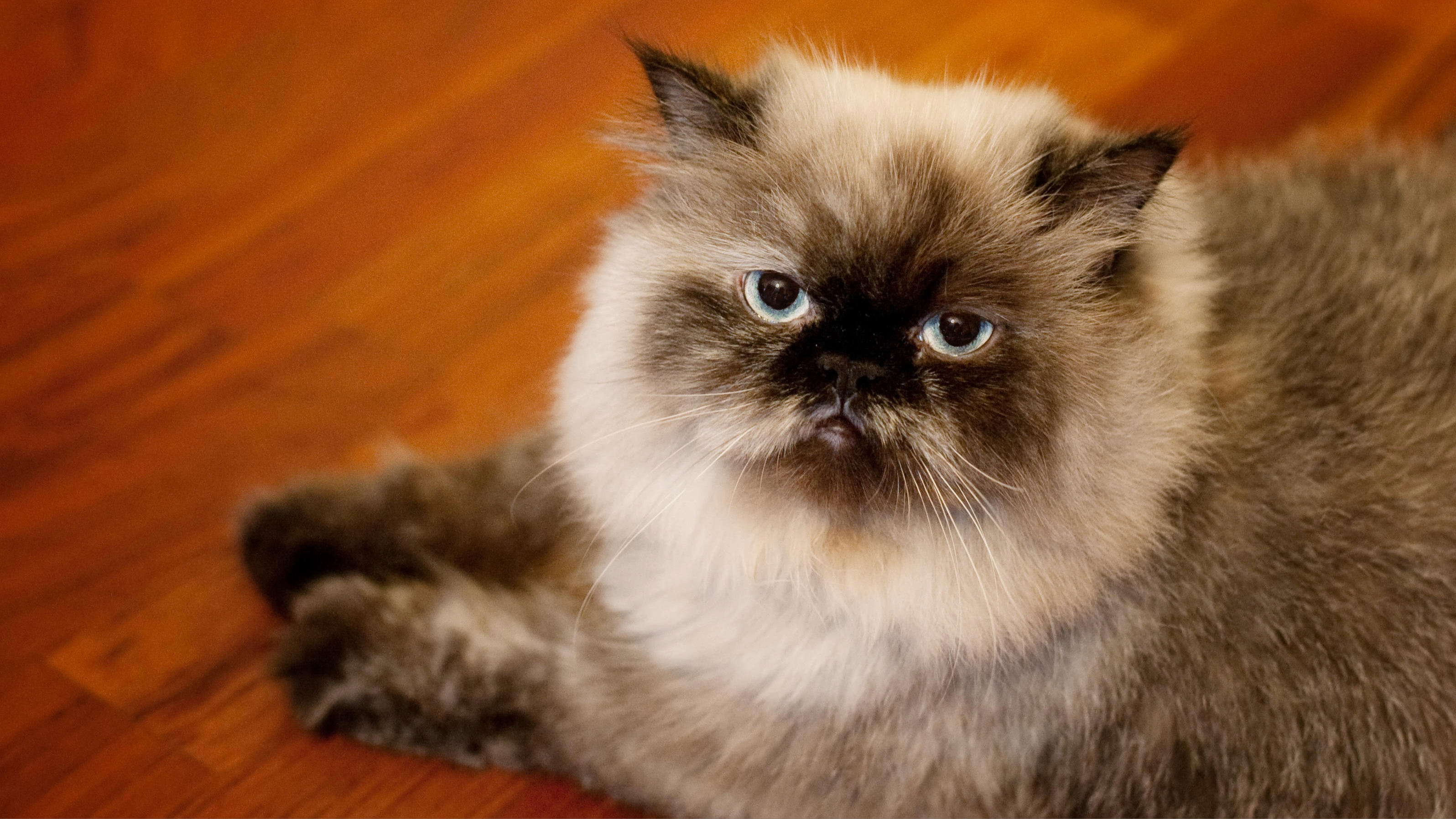Himalayan cat