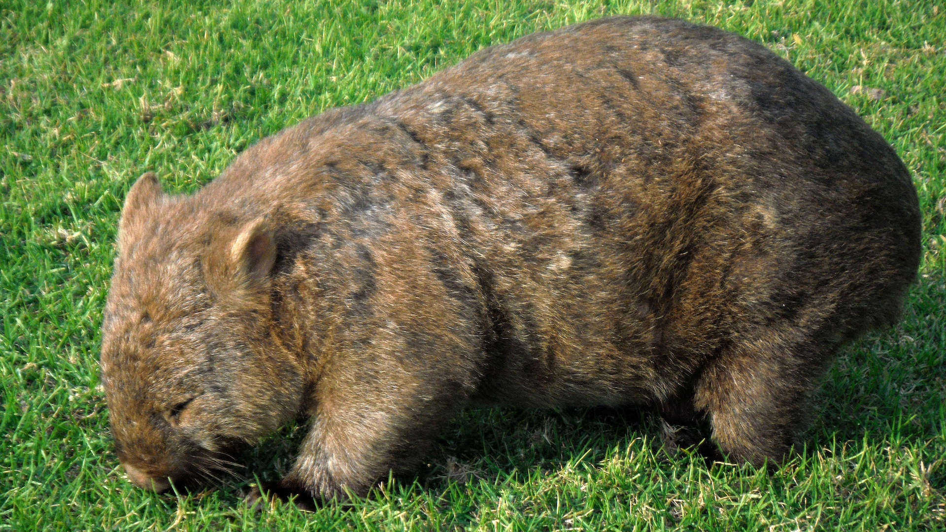 wombat eating grass