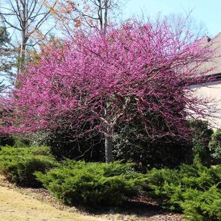 A red bud treee