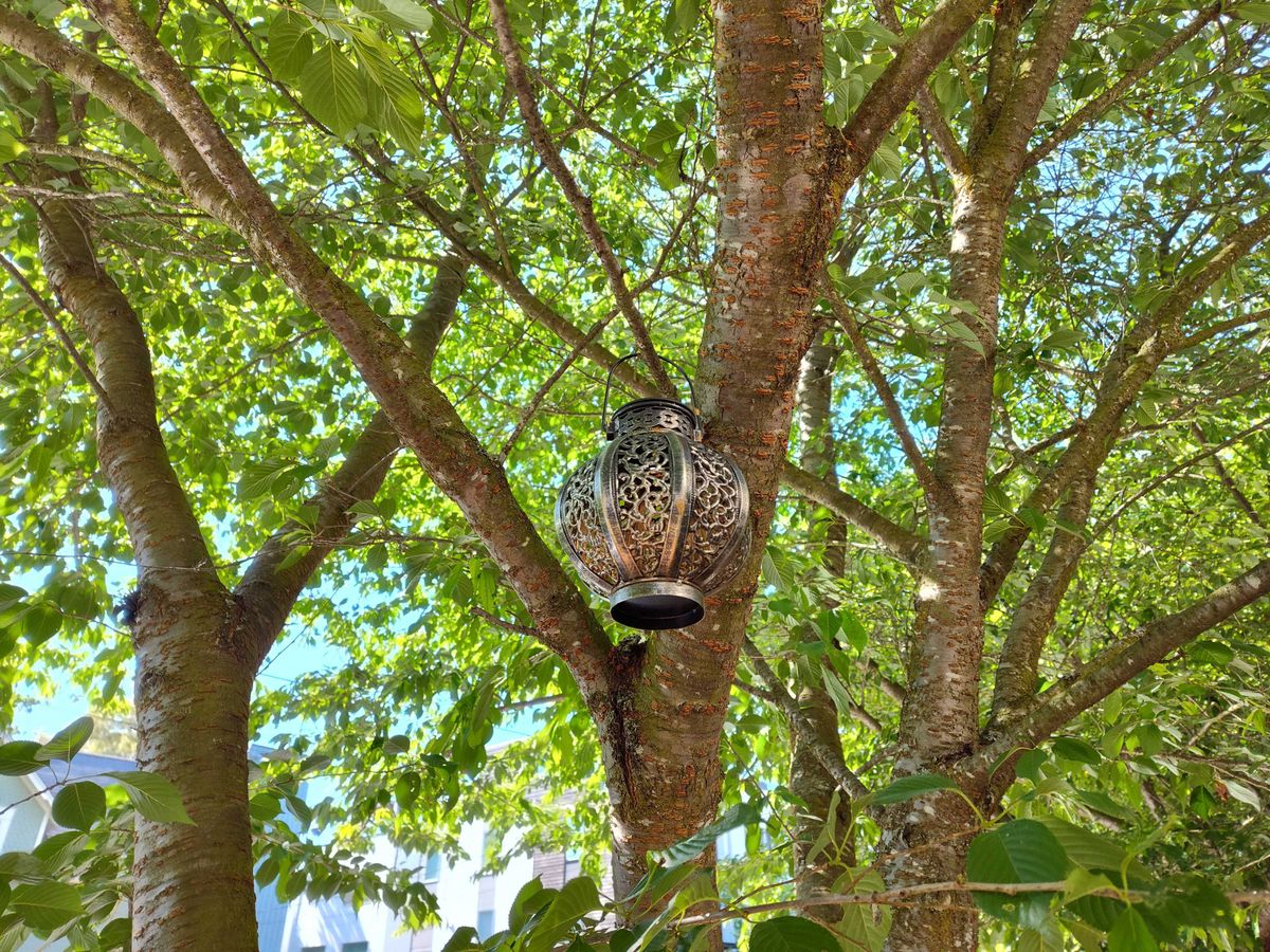 A lamp hanging from a tree