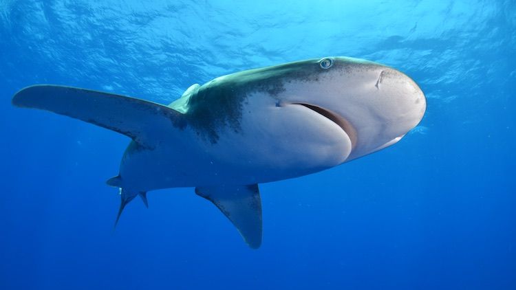 Shark Week Starts on Discovery July 23 | Next TV