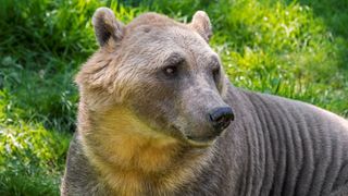 A 'pizzly' bear in captivity.