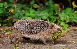 Hedgehog house: hedgehog in garden Unsplash/AlexasFotos
