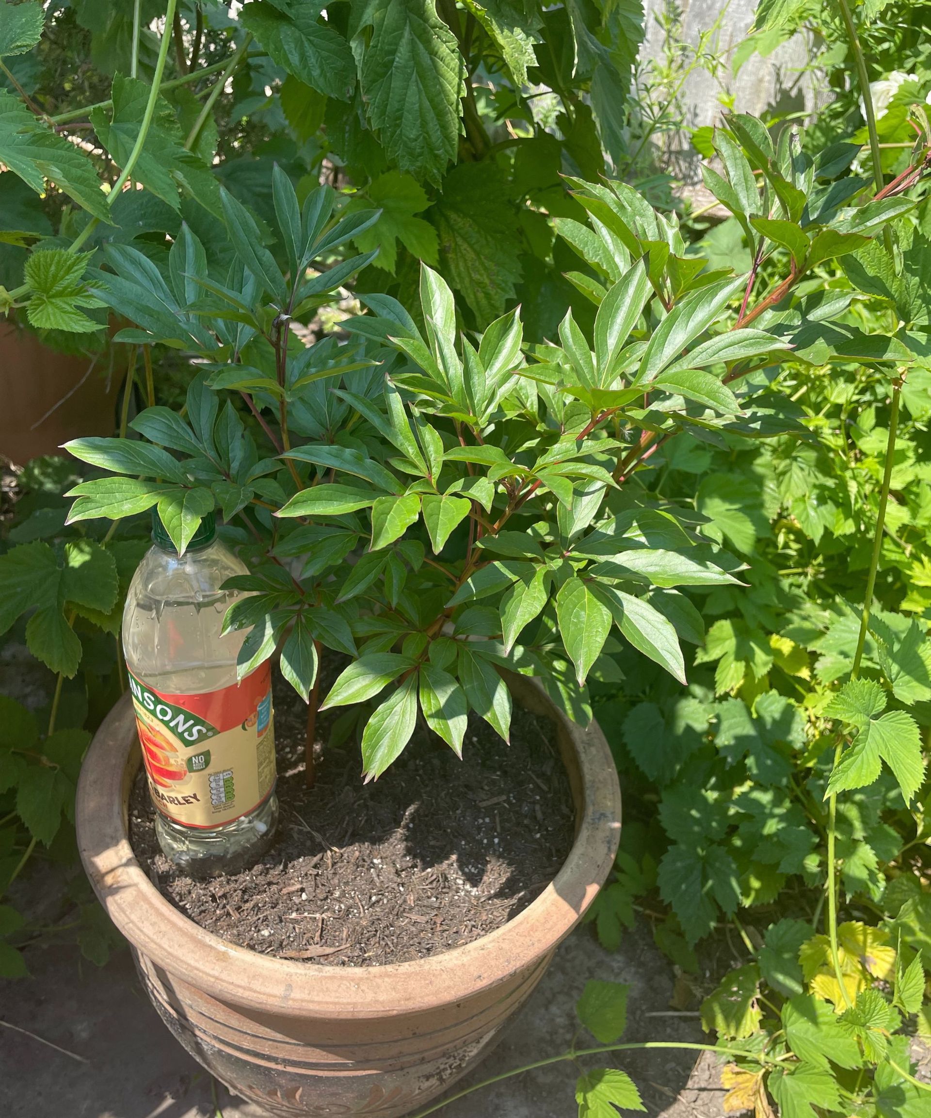 Perangkat penyiraman lambat buatan sendiri duduk menyiram tanaman pot