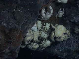 Yeti crabs on an Antarctic vent.