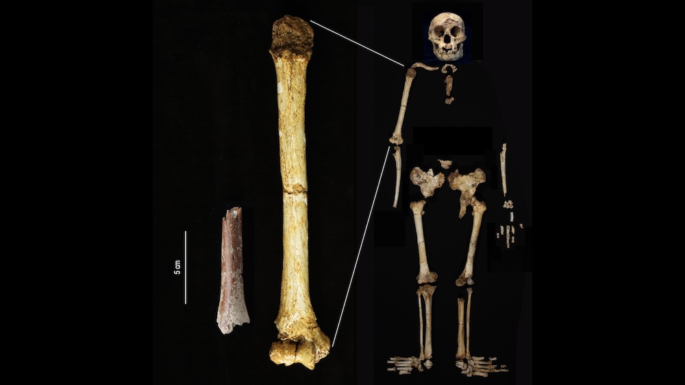  Archaic human 'hobbits' were even shorter than we thought, 700,000-year-old teeth and bone reveal  