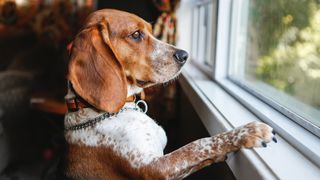 Anxious dog looking out the window