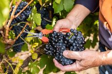 Picking Shiraz grapes in Barossa Valley 2023