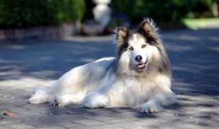 Long hair alaskan malamute