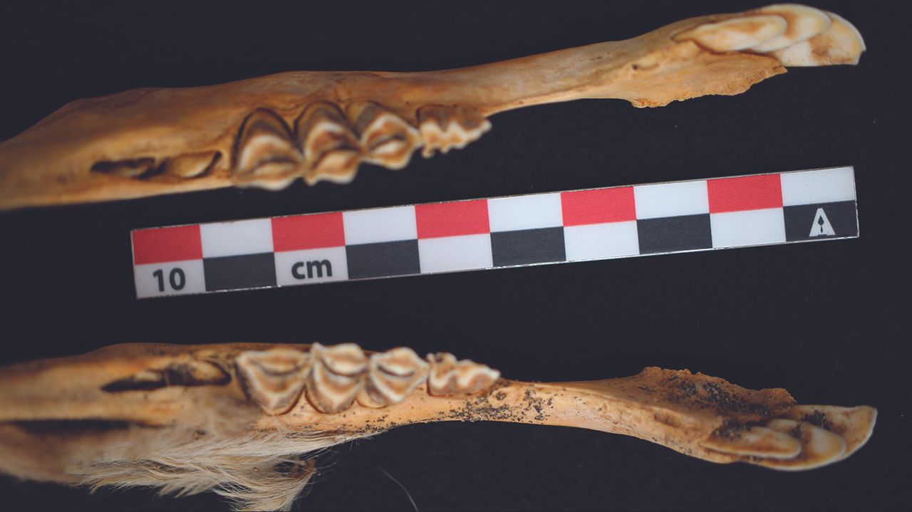 The jaws of one of the very young, white llama mummies.