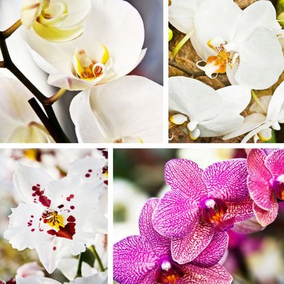 Four Different Types Of Orchids