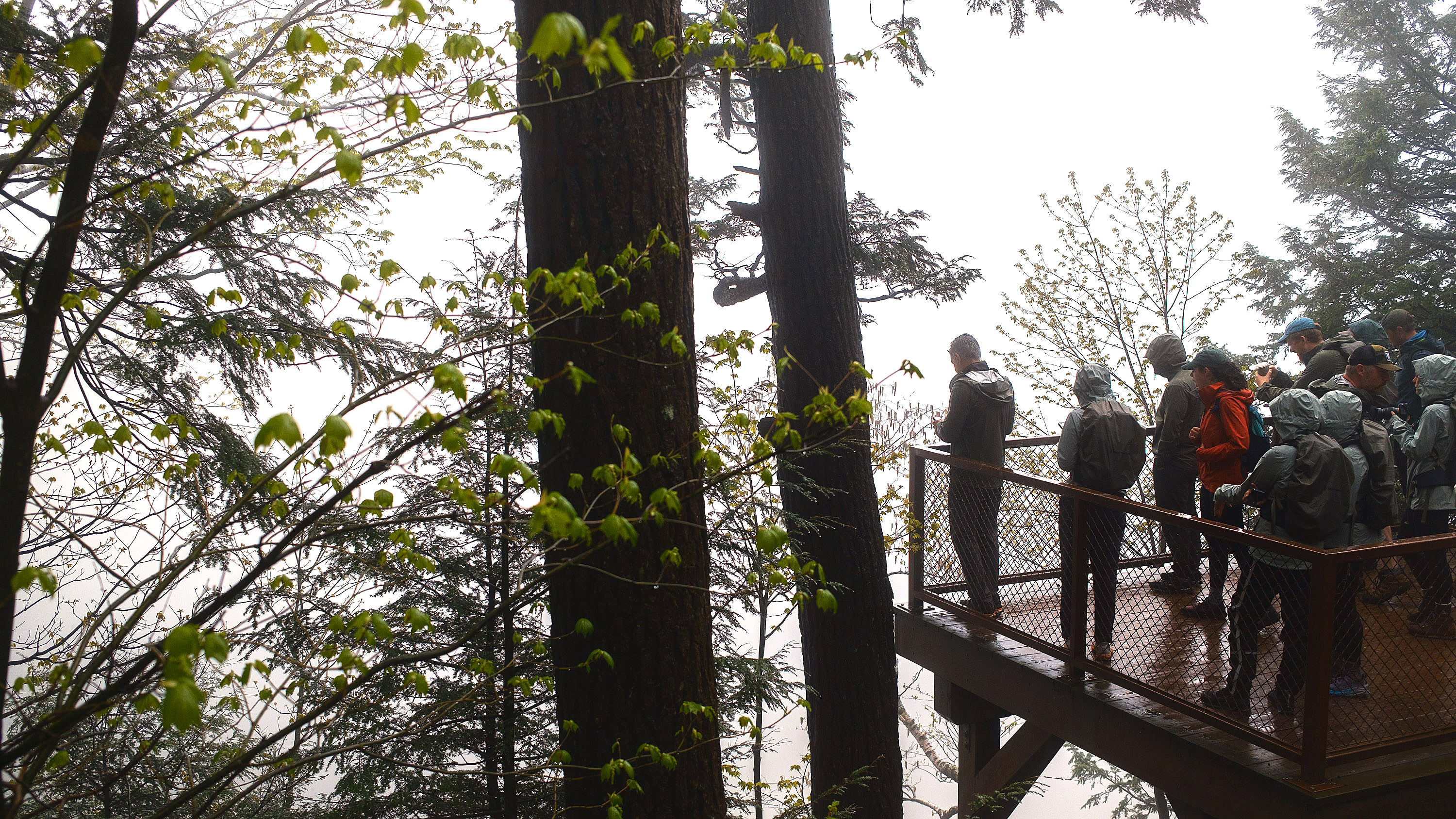 Scenic photo of hikers on an overlook with foliage around them