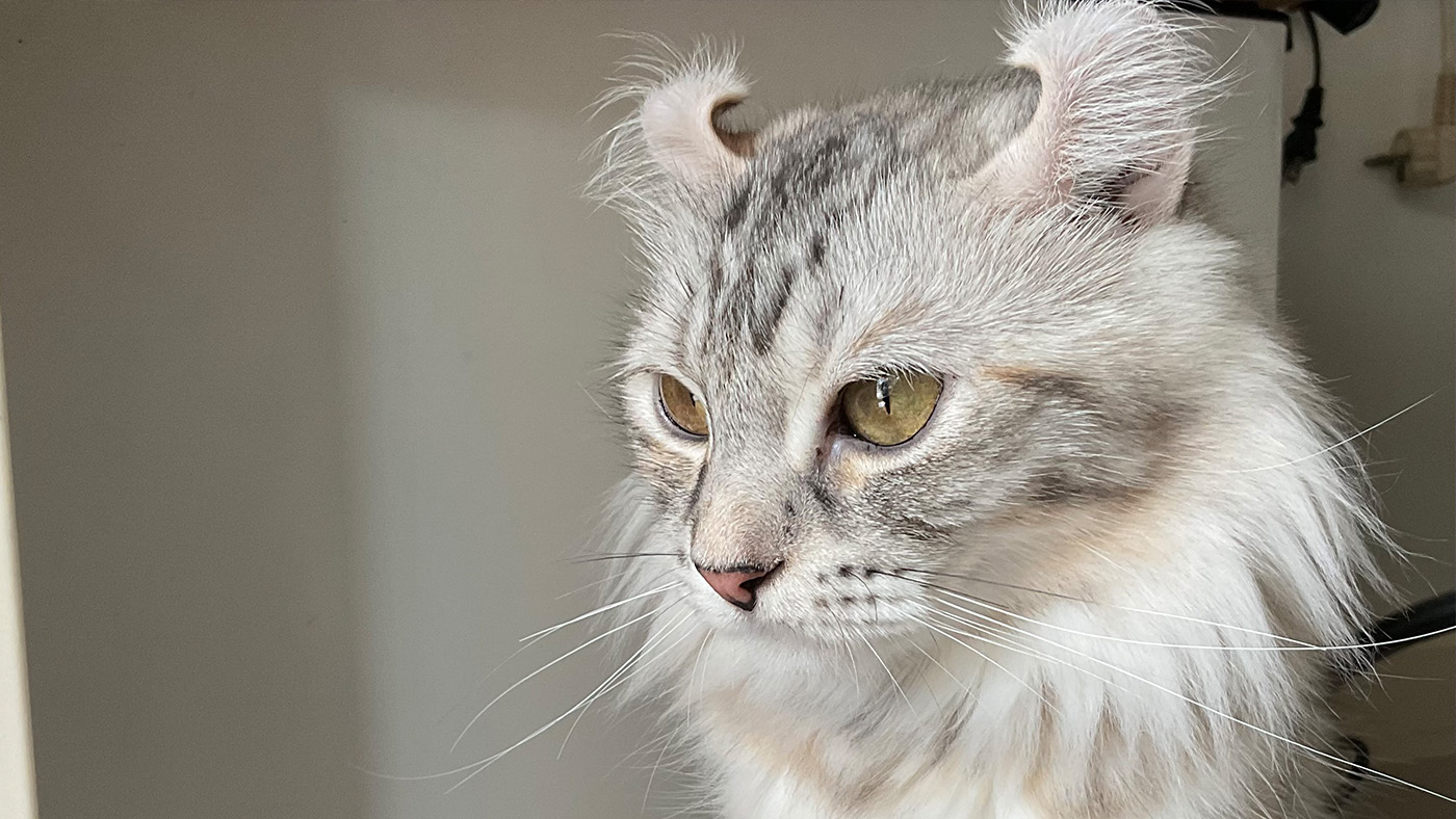 American Curl cat with curled ears