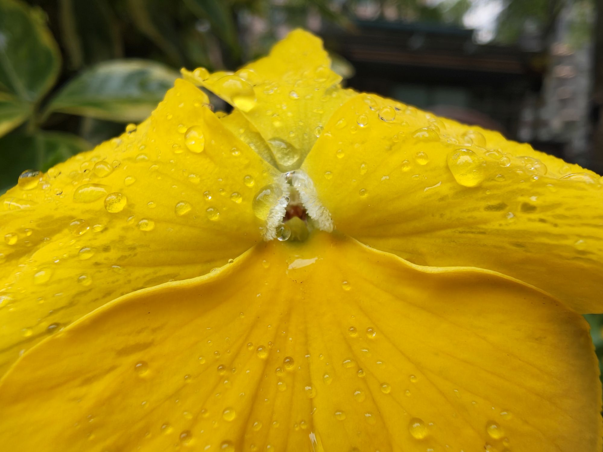 Motorola Razr Ultra 2025 macro sample.