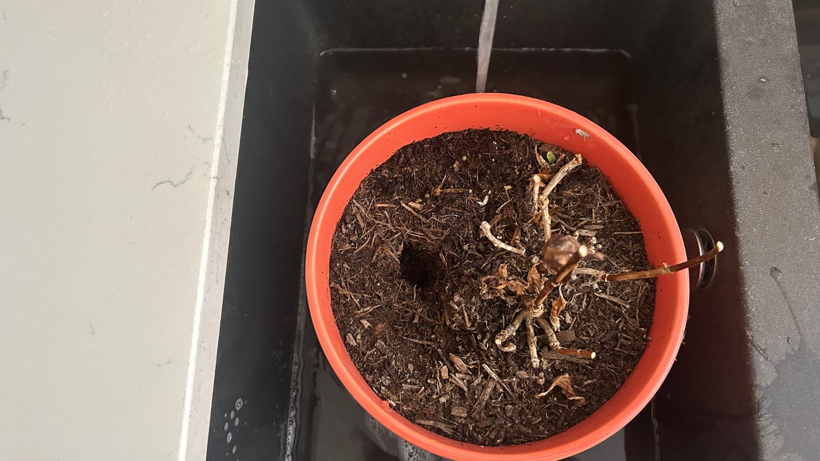 Potted hydrangea, dead in pink pot, sat in kitchen sink filled with water