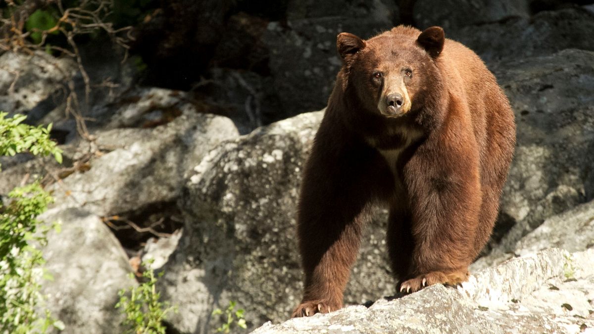 Cinnamon colored black bear, California, USA