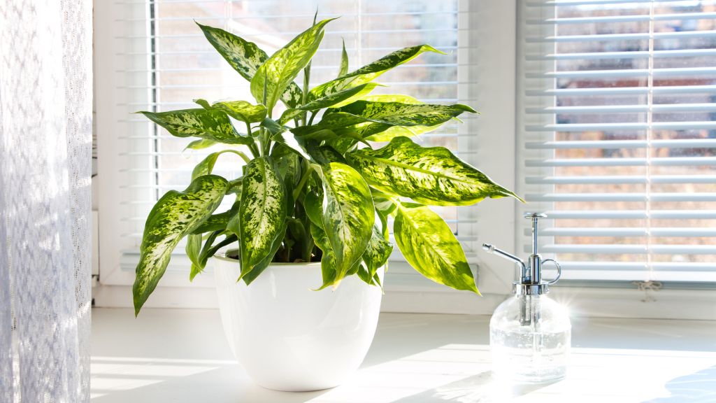 Dumb cane dieffenbachia plant sitting on a sunny windowsill.