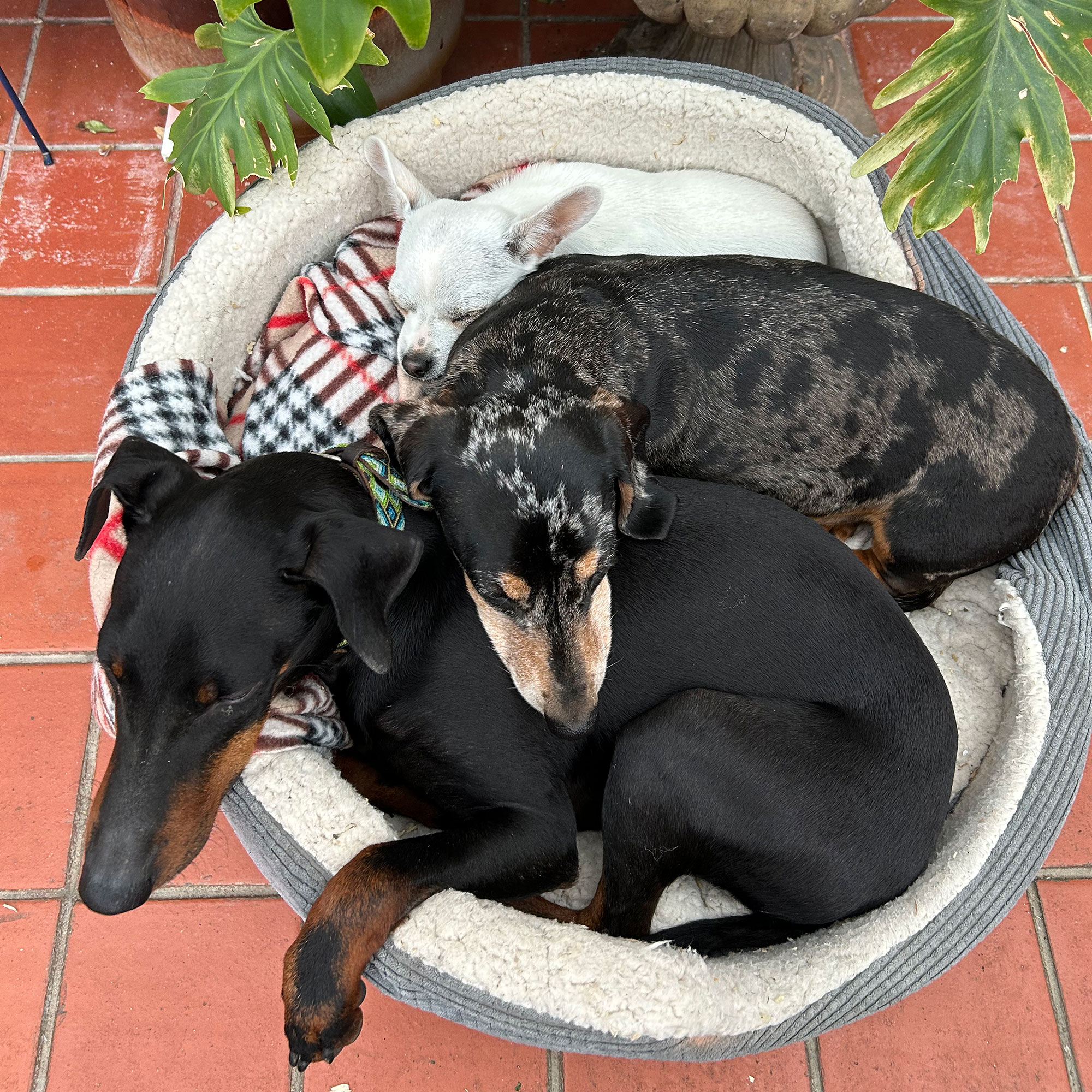 Three dogs curled up together into dog bed on terracotta tiled floor