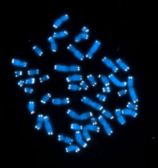The 46 human chromosomes are shown in blue, with the telomeres appearing as white pinpoints. The DNA has already been copied, so each chromosome is actually made up of two identical lengths of DNA, each with its own two telomeres.