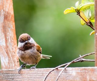 chickadee perched on garden trellis