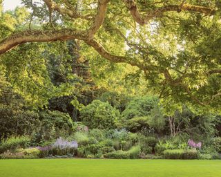 herbaceous border at Buckingham Palace gardens