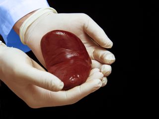 gloved hands holding kidney